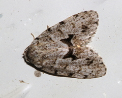 Thallarcha macilenta