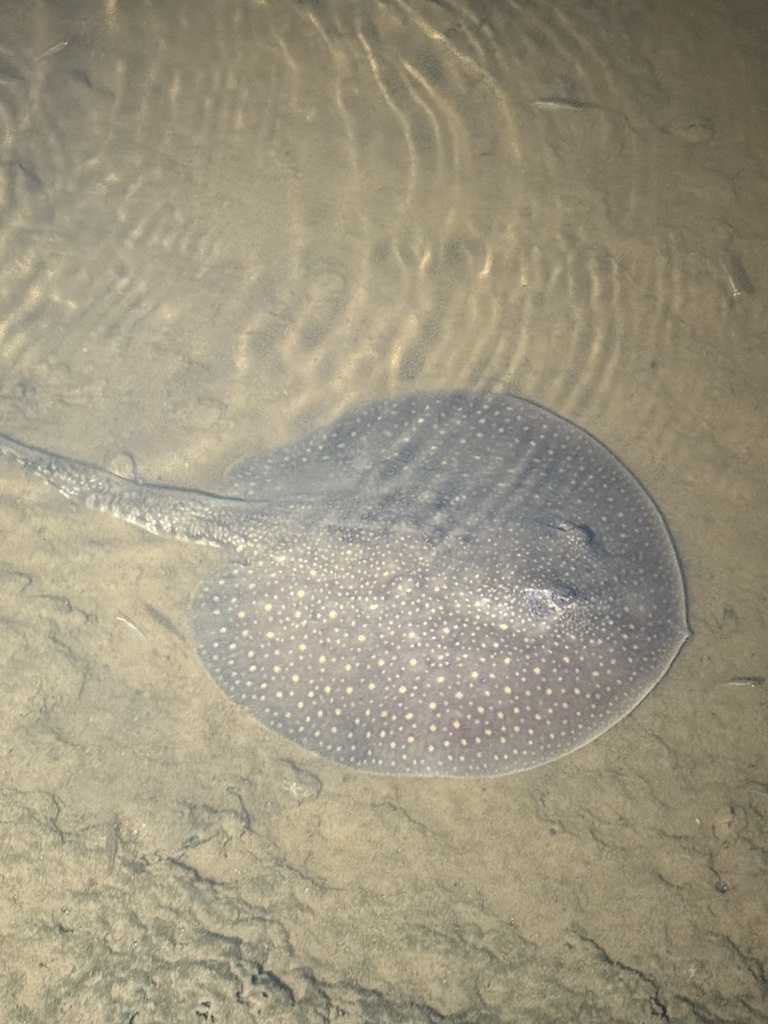 Antenna Ray
