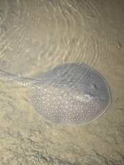 Antenna Ray photo 1