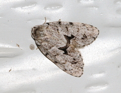 Thallarcha macilenta
