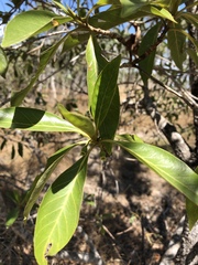 Timonius timon