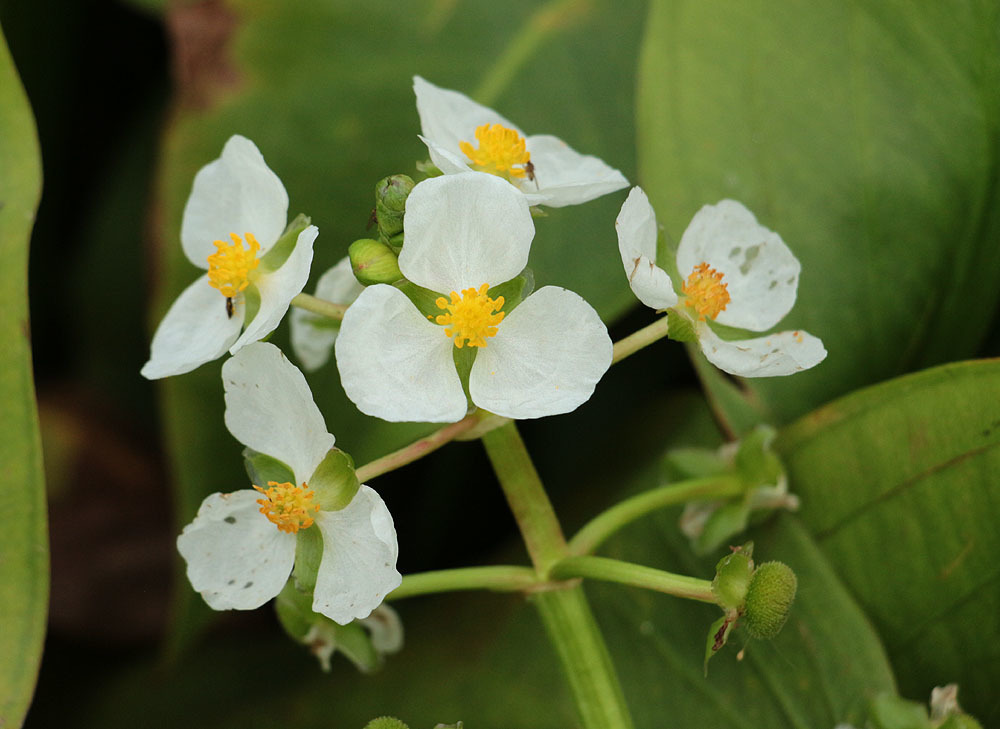 Sagittaria platyphylla