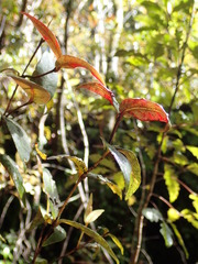 Metrosideros parkinsonii