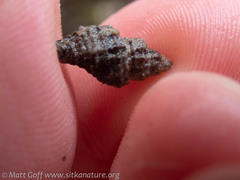 Paciocinebrina interfossa