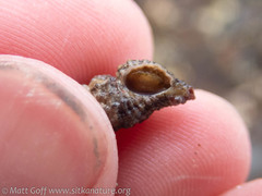 Paciocinebrina interfossa