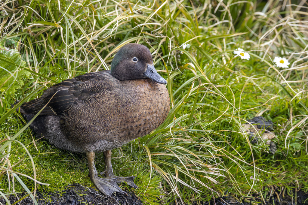 Auckland Islands Teal photo