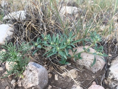 Euphorbia exstipulata