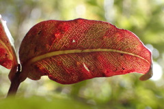 Metrosideros parkinsonii