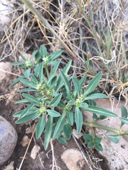 Euphorbia exstipulata
