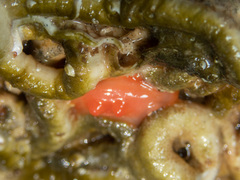 Cnemidocarpa finmarkiensis