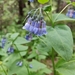 Mountain Bluebells - Photo (c) Steve Wagner, some rights reserved (CC BY-NC), uploaded by Steve Wagner