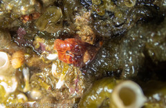 Discorsopagurus schmitti