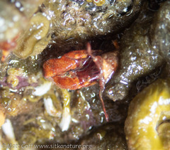 Discorsopagurus schmitti