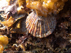 Chlamys hastata