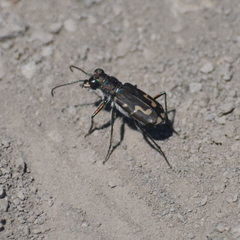 Cicindela senilis