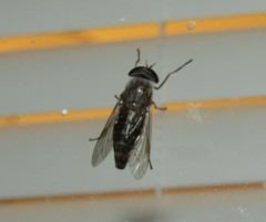 Tabanus sackeni