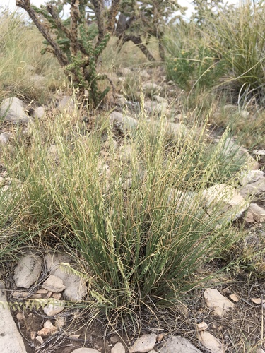 Warnock's Grama (Bouteloua warnockii)
