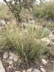 Bouteloua warnockii