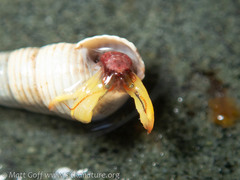 Pagurus hemphilli