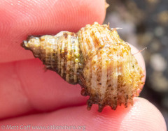Trichotropis cancellata