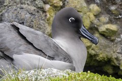 Light-Mantled Albatross photo 2
