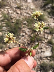 Eriogonum jamesii