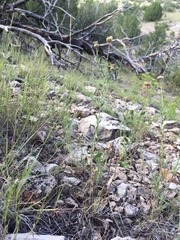 Xanthisma blephariphyllum