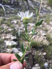 Xanthisma blephariphyllum