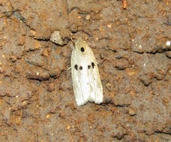 Scythropiodes issikii