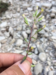 Brickellia brachyphylla