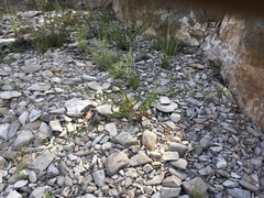 Brickellia brachyphylla