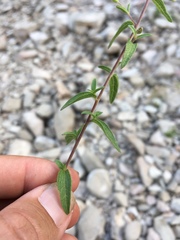Brickellia brachyphylla