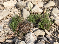 Galium microphyllum