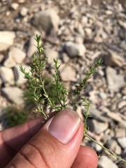 Galium microphyllum