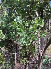 Lonicera albiflora