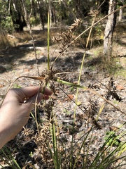 Cyperus javanicus