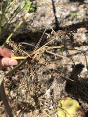 Cyperus javanicus