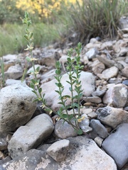 Scutellaria potosina