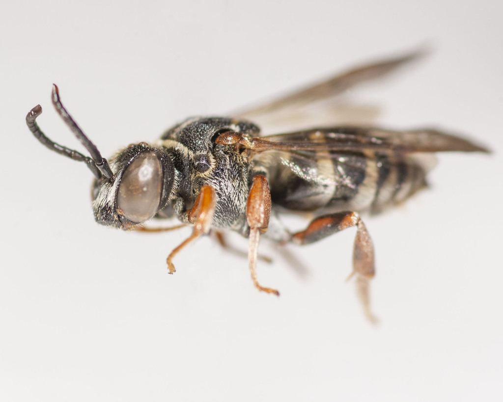 Holly cellophane-cuckoo bee