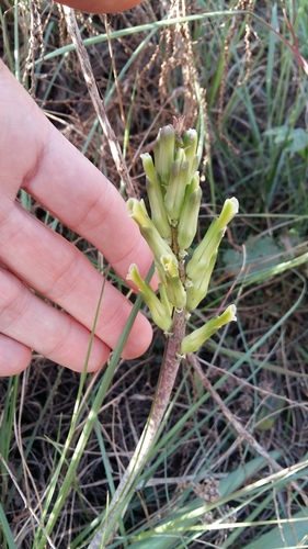 Lachenalia algoensis