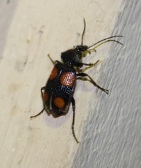 Panagaeus crucigerus