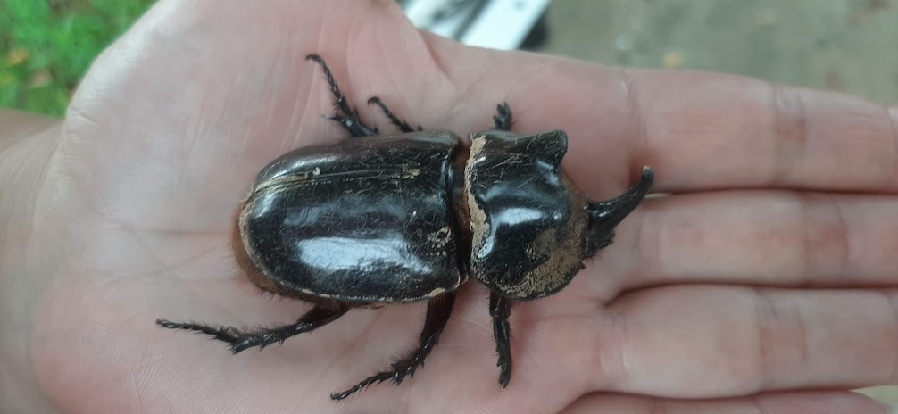 Heterogomphus ulysses