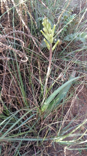 Lachenalia algoensis