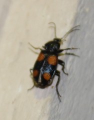 Panagaeus crucigerus