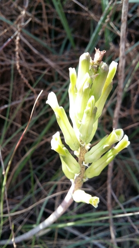 Lachenalia algoensis
