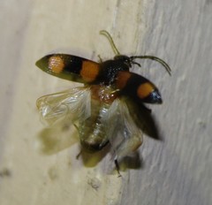 Panagaeus crucigerus