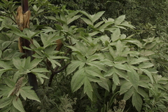 Angelica ursina