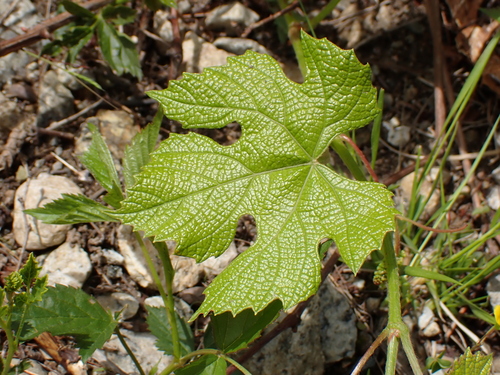 Image of Vitis labrusca by (c) John Baur, some rights reserved (CC BY)