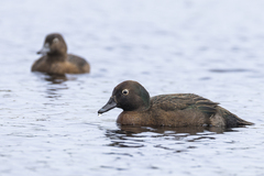 Auckland Teal photo 2