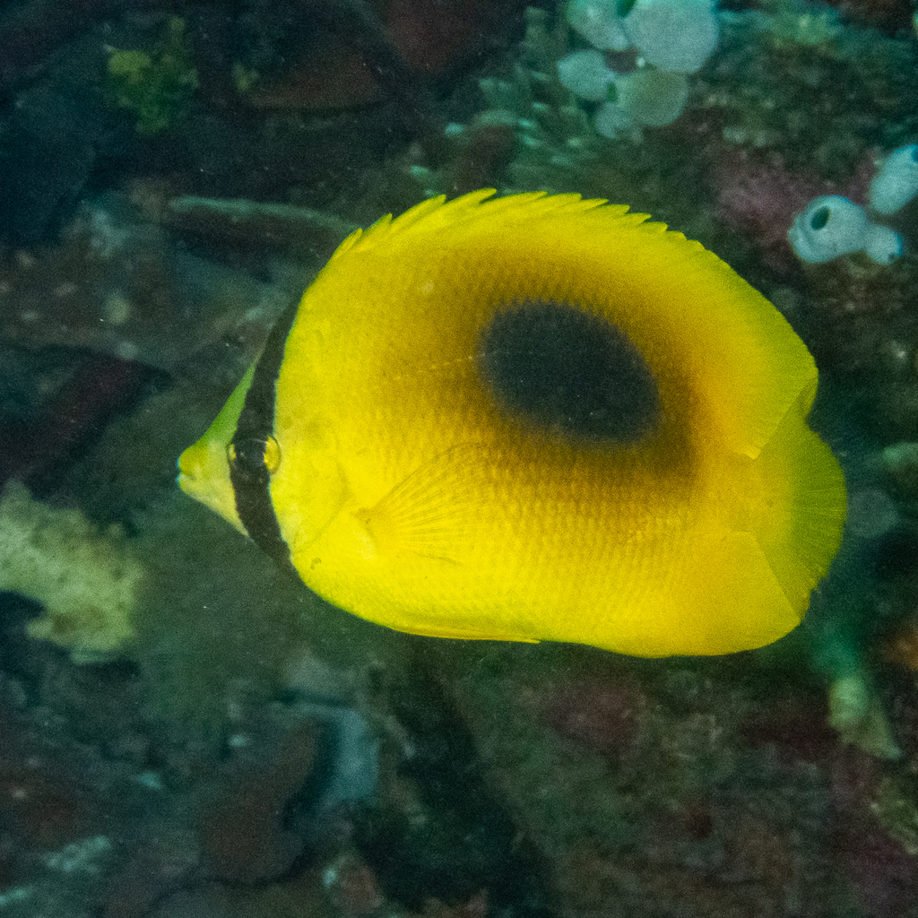 Mirror butterflyfish